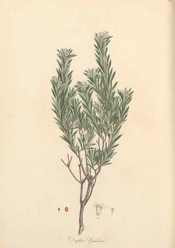 Reproducción/Reproduction 49556881608: Flora Graeca, sive, Plantarum rariorum historia, quas in provinciis aut insulis Graeciae /. Londini :Typis Richardi Taylor et socii, in Vico Shoe-Lane :MDCCCVI-MDCCCXL [1806-1840].. 