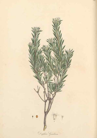 Reproducción/Reproduction 49556881608: Flora Graeca, sive, Plantarum rariorum historia, quas in provinciis aut insulis Graeciae /. Londini :Typis Richardi Taylor et socii, in Vico Shoe-Lane :MDCCCVI-MDCCCXL [1806-1840].. 