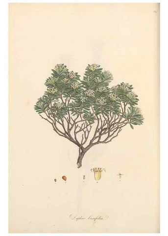 Reproducción/Reproduction 49556881968: Flora Graeca, sive, Plantarum rariorum historia, quas in provinciis aut insulis Graeciae /. Londini :Typis Richardi Taylor et socii, in Vico Shoe-Lane :MDCCCVI-MDCCCXL [1806-1840].. 