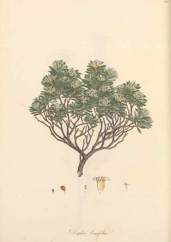 Reproducción/Reproduction 49556881968: Flora Graeca, sive, Plantarum rariorum historia, quas in provinciis aut insulis Graeciae /. Londini :Typis Richardi Taylor et socii, in Vico Shoe-Lane :MDCCCVI-MDCCCXL [1806-1840].. 