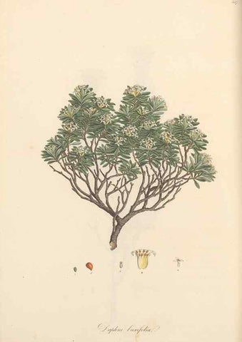 Reproducción/Reproduction 49556881968: Flora Graeca, sive, Plantarum rariorum historia, quas in provinciis aut insulis Graeciae /. Londini :Typis Richardi Taylor et socii, in Vico Shoe-Lane :MDCCCVI-MDCCCXL [1806-1840].. 