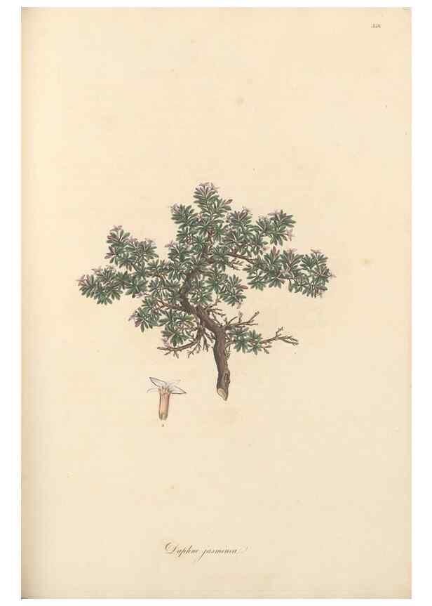 Reproducción/Reproduction 49556882338: Flora Graeca, sive, Plantarum rariorum historia, quas in provinciis aut insulis Graeciae /. Londini :Typis Richardi Taylor et socii, in Vico Shoe-Lane :MDCCCVI-MDCCCXL [1806-1840].. 