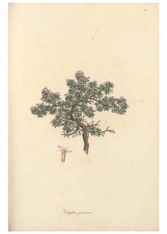 Reproducción/Reproduction 49556882338: Flora Graeca, sive, Plantarum rariorum historia, quas in provinciis aut insulis Graeciae /. Londini :Typis Richardi Taylor et socii, in Vico Shoe-Lane :MDCCCVI-MDCCCXL [1806-1840].. 