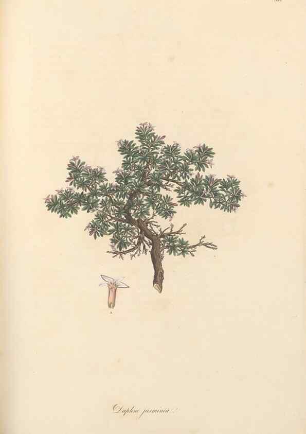 Reproducción/Reproduction 49556882338: Flora Graeca, sive, Plantarum rariorum historia, quas in provinciis aut insulis Graeciae /. Londini :Typis Richardi Taylor et socii, in Vico Shoe-Lane :MDCCCVI-MDCCCXL [1806-1840].. 