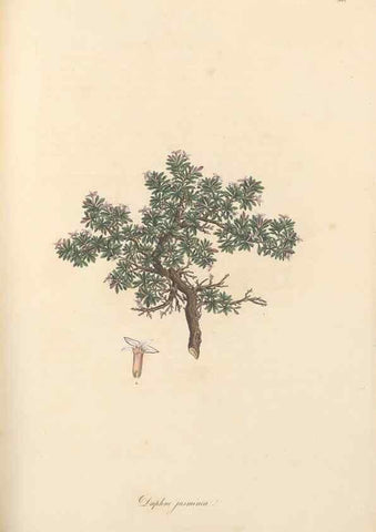 Reproducción/Reproduction 49556882338: Flora Graeca, sive, Plantarum rariorum historia, quas in provinciis aut insulis Graeciae /. Londini :Typis Richardi Taylor et socii, in Vico Shoe-Lane :MDCCCVI-MDCCCXL [1806-1840].. 