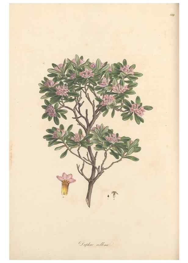 Reproducción/Reproduction 49557381166: Flora Graeca, sive, Plantarum rariorum historia, quas in provinciis aut insulis Graeciae /. Londini :Typis Richardi Taylor et socii, in Vico Shoe-Lane :MDCCCVI-MDCCCXL [1806-1840].. 