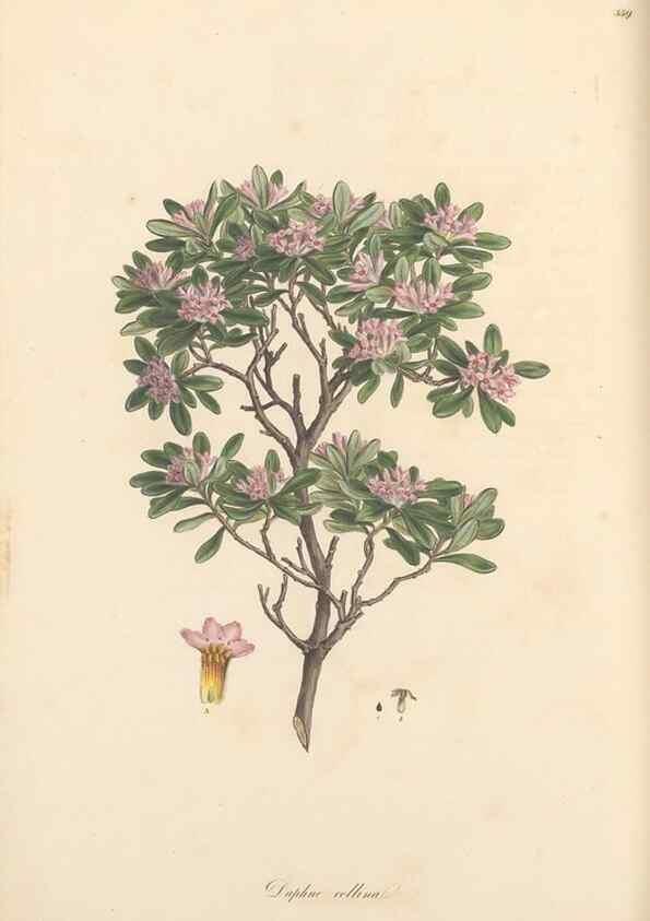 Reproducción/Reproduction 49557381166: Flora Graeca, sive, Plantarum rariorum historia, quas in provinciis aut insulis Graeciae /. Londini :Typis Richardi Taylor et socii, in Vico Shoe-Lane :MDCCCVI-MDCCCXL [1806-1840].. 