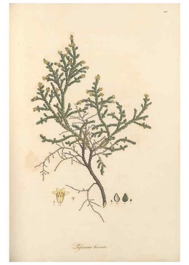 Reproducción/Reproduction 49557381491: Flora Graeca, sive, Plantarum rariorum historia, quas in provinciis aut insulis Graeciae /. Londini :Typis Richardi Taylor et socii, in Vico Shoe-Lane :MDCCCVI-MDCCCXL [1806-1840].. 