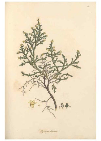 Reproducción/Reproduction 49557381491: Flora Graeca, sive, Plantarum rariorum historia, quas in provinciis aut insulis Graeciae /. Londini :Typis Richardi Taylor et socii, in Vico Shoe-Lane :MDCCCVI-MDCCCXL [1806-1840].. 