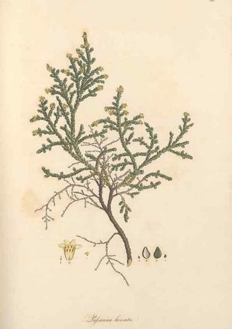 Reproducción/Reproduction 49557381491: Flora Graeca, sive, Plantarum rariorum historia, quas in provinciis aut insulis Graeciae /. Londini :Typis Richardi Taylor et socii, in Vico Shoe-Lane :MDCCCVI-MDCCCXL [1806-1840].. 