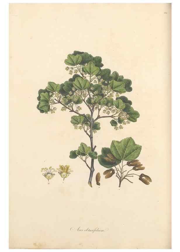 Reproducción/Reproduction 49557617297: Flora Graeca, sive, Plantarum rariorum historia, quas in provinciis aut insulis Graeciae /. Londini :Typis Richardi Taylor et socii, in Vico Shoe-Lane :MDCCCVI-MDCCCXL [1806-1840].. 