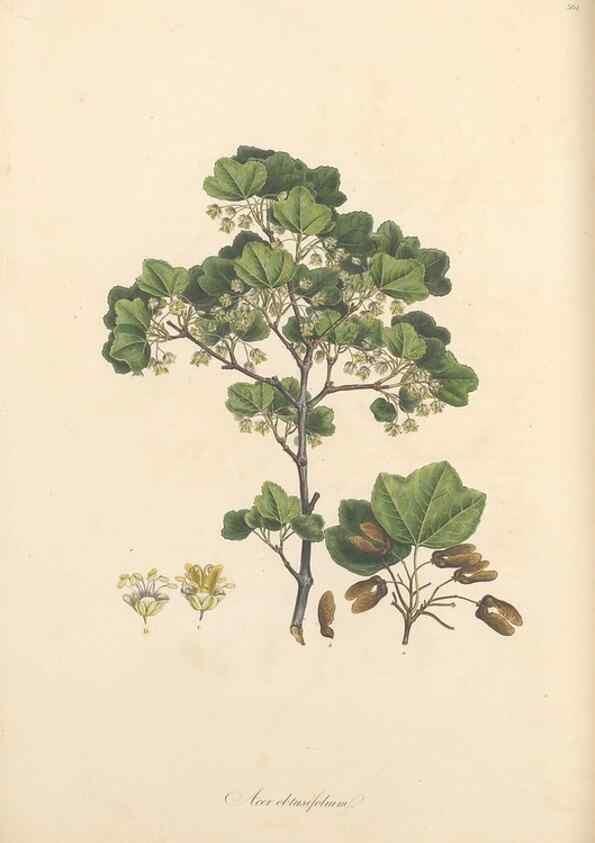 Reproducción/Reproduction 49557617297: Flora Graeca, sive, Plantarum rariorum historia, quas in provinciis aut insulis Graeciae /. Londini :Typis Richardi Taylor et socii, in Vico Shoe-Lane :MDCCCVI-MDCCCXL [1806-1840].. 