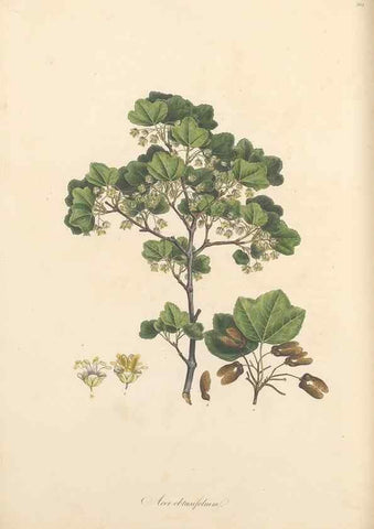 Reproducción/Reproduction 49557617297: Flora Graeca, sive, Plantarum rariorum historia, quas in provinciis aut insulis Graeciae /. Londini :Typis Richardi Taylor et socii, in Vico Shoe-Lane :MDCCCVI-MDCCCXL [1806-1840].. 