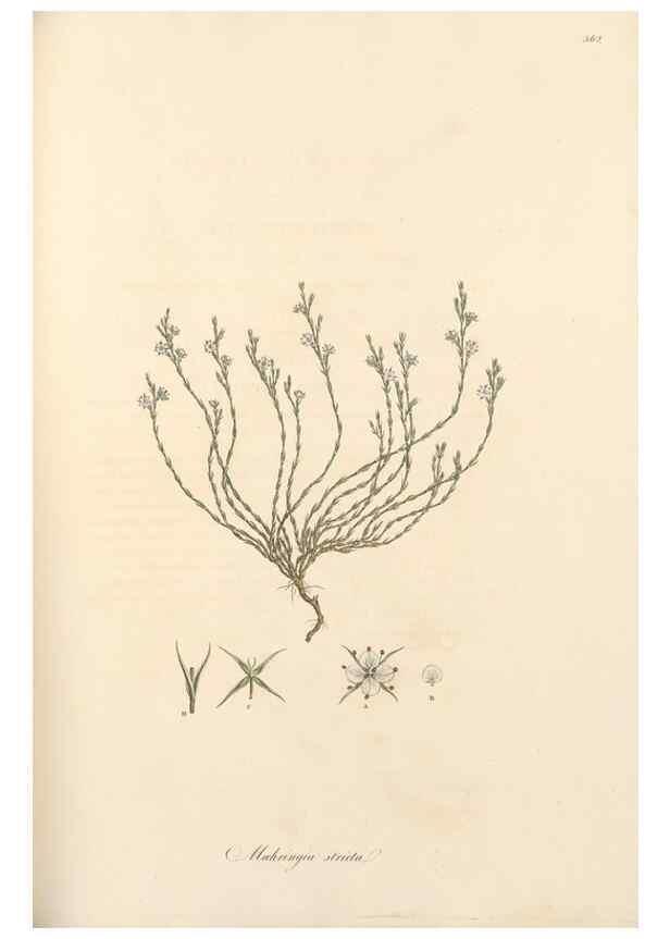 Reproducción/Reproduction 49557382156: Flora Graeca, sive, Plantarum rariorum historia, quas in provinciis aut insulis Graeciae /. Londini :Typis Richardi Taylor et socii, in Vico Shoe-Lane :MDCCCVI-MDCCCXL [1806-1840].. 