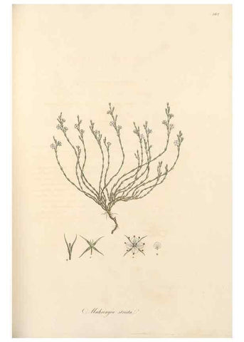 Reproducción/Reproduction 49557382156: Flora Graeca, sive, Plantarum rariorum historia, quas in provinciis aut insulis Graeciae /. Londini :Typis Richardi Taylor et socii, in Vico Shoe-Lane :MDCCCVI-MDCCCXL [1806-1840].. 