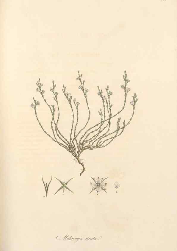 Reproducción/Reproduction 49557382156: Flora Graeca, sive, Plantarum rariorum historia, quas in provinciis aut insulis Graeciae /. Londini :Typis Richardi Taylor et socii, in Vico Shoe-Lane :MDCCCVI-MDCCCXL [1806-1840].. 