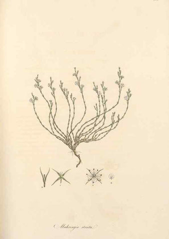 Reproducción/Reproduction 49557382156: Flora Graeca, sive, Plantarum rariorum historia, quas in provinciis aut insulis Graeciae /. Londini :Typis Richardi Taylor et socii, in Vico Shoe-Lane :MDCCCVI-MDCCCXL [1806-1840].. 