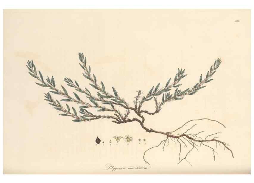Reproducción/Reproduction 49557618067: Flora Graeca, sive, Plantarum rariorum historia, quas in provinciis aut insulis Graeciae /. Londini :Typis Richardi Taylor et socii, in Vico Shoe-Lane :MDCCCVI-MDCCCXL [1806-1840].. 