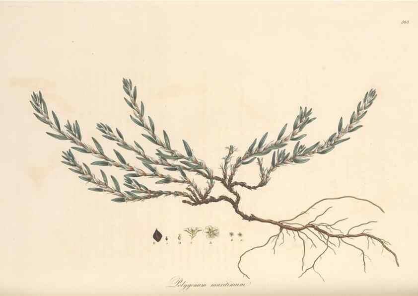 Reproducción/Reproduction 49557618067: Flora Graeca, sive, Plantarum rariorum historia, quas in provinciis aut insulis Graeciae /. Londini :Typis Richardi Taylor et socii, in Vico Shoe-Lane :MDCCCVI-MDCCCXL [1806-1840].. 