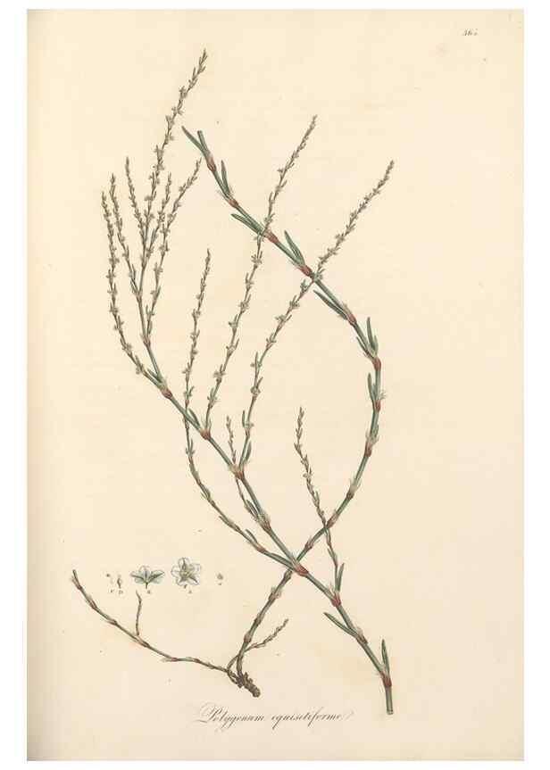 Reproducción/Reproduction 49557618467: Flora Graeca, sive, Plantarum rariorum historia, quas in provinciis aut insulis Graeciae /. Londini :Typis Richardi Taylor et socii, in Vico Shoe-Lane :MDCCCVI-MDCCCXL [1806-1840].. 