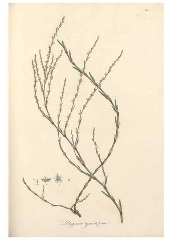Reproducción/Reproduction 49557618467: Flora Graeca, sive, Plantarum rariorum historia, quas in provinciis aut insulis Graeciae /. Londini :Typis Richardi Taylor et socii, in Vico Shoe-Lane :MDCCCVI-MDCCCXL [1806-1840].. 