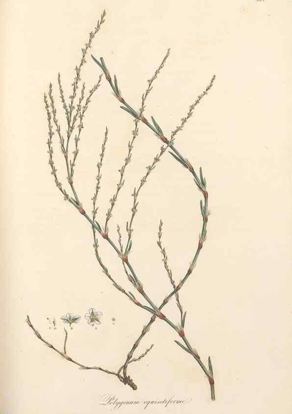 Reproducción/Reproduction 49557618467: Flora Graeca, sive, Plantarum rariorum historia, quas in provinciis aut insulis Graeciae /. Londini :Typis Richardi Taylor et socii, in Vico Shoe-Lane :MDCCCVI-MDCCCXL [1806-1840].. 