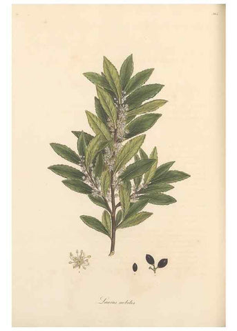 Reproducción/Reproduction 49557383281: Flora Graeca, sive, Plantarum rariorum historia, quas in provinciis aut insulis Graeciae /. Londini :Typis Richardi Taylor et socii, in Vico Shoe-Lane :MDCCCVI-MDCCCXL [1806-1840].. 