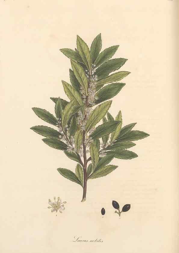 Reproducción/Reproduction 49557383281: Flora Graeca, sive, Plantarum rariorum historia, quas in provinciis aut insulis Graeciae /. Londini :Typis Richardi Taylor et socii, in Vico Shoe-Lane :MDCCCVI-MDCCCXL [1806-1840].. 