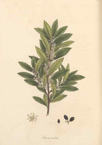 Reproducción/Reproduction 49557383281: Flora Graeca, sive, Plantarum rariorum historia, quas in provinciis aut insulis Graeciae /. Londini :Typis Richardi Taylor et socii, in Vico Shoe-Lane :MDCCCVI-MDCCCXL [1806-1840].. 