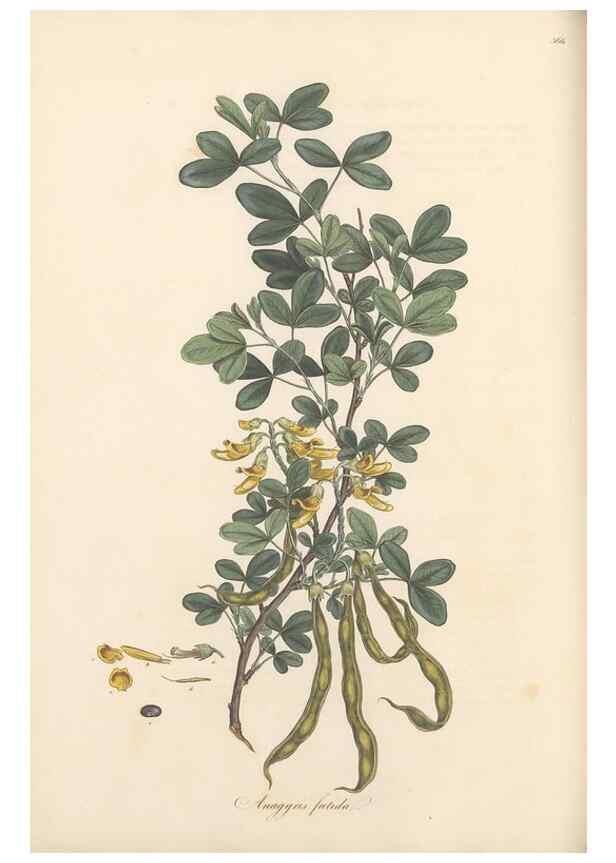 Reproducción/Reproduction 49556885038: Flora Graeca, sive, Plantarum rariorum historia, quas in provinciis aut insulis Graeciae /. Londini :Typis Richardi Taylor et socii, in Vico Shoe-Lane :MDCCCVI-MDCCCXL [1806-1840].. 
