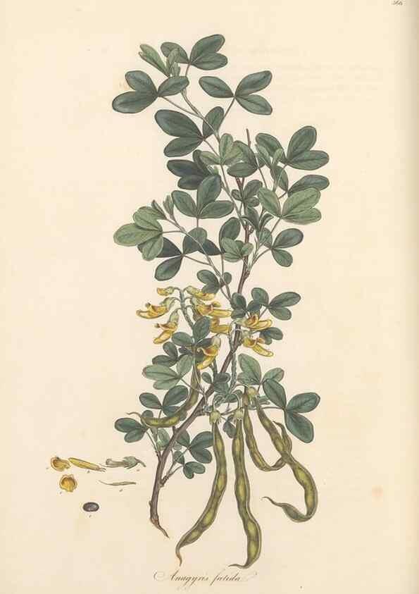 Reproducción/Reproduction 49556885038: Flora Graeca, sive, Plantarum rariorum historia, quas in provinciis aut insulis Graeciae /. Londini :Typis Richardi Taylor et socii, in Vico Shoe-Lane :MDCCCVI-MDCCCXL [1806-1840].. 