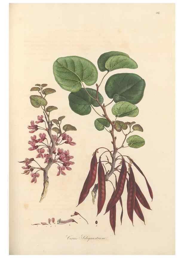 Reproducción/Reproduction 49556885488: Flora Graeca, sive, Plantarum rariorum historia, quas in provinciis aut insulis Graeciae /. Londini :Typis Richardi Taylor et socii, in Vico Shoe-Lane :MDCCCVI-MDCCCXL [1806-1840].. 