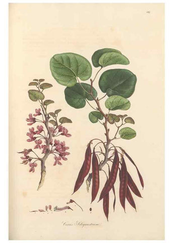 Reproducción/Reproduction 49556885488: Flora Graeca, sive, Plantarum rariorum historia, quas in provinciis aut insulis Graeciae /. Londini :Typis Richardi Taylor et socii, in Vico Shoe-Lane :MDCCCVI-MDCCCXL [1806-1840].. 