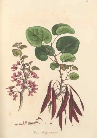 Reproducción/Reproduction 49556885488: Flora Graeca, sive, Plantarum rariorum historia, quas in provinciis aut insulis Graeciae /. Londini :Typis Richardi Taylor et socii, in Vico Shoe-Lane :MDCCCVI-MDCCCXL [1806-1840].. 