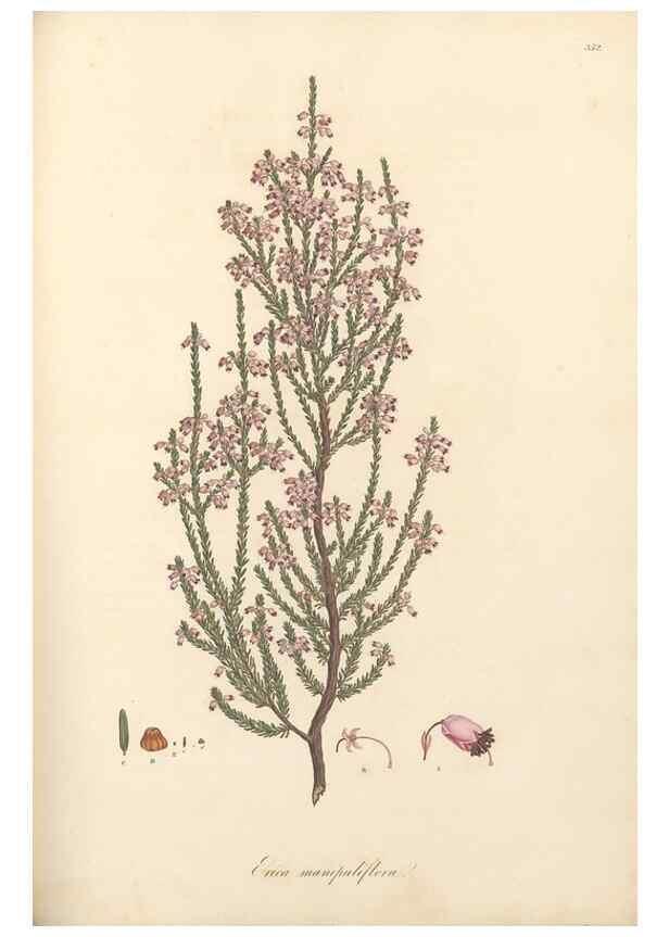 Reproducción/Reproduction 49557613857: Flora Graeca, sive, Plantarum rariorum historia, quas in provinciis aut insulis Graeciae /. Londini :Typis Richardi Taylor et socii, in Vico Shoe-Lane :MDCCCVI-MDCCCXL [1806-1840].. 