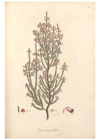 Reproducción/Reproduction 49557613857: Flora Graeca, sive, Plantarum rariorum historia, quas in provinciis aut insulis Graeciae /. Londini :Typis Richardi Taylor et socii, in Vico Shoe-Lane :MDCCCVI-MDCCCXL [1806-1840].. 