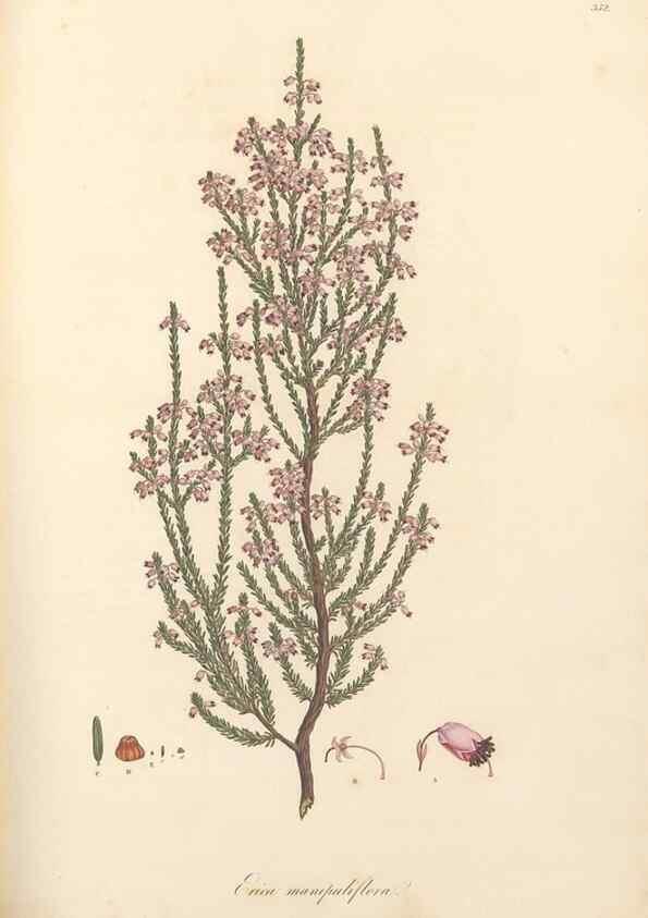 Reproducción/Reproduction 49557613857: Flora Graeca, sive, Plantarum rariorum historia, quas in provinciis aut insulis Graeciae /. Londini :Typis Richardi Taylor et socii, in Vico Shoe-Lane :MDCCCVI-MDCCCXL [1806-1840].. 