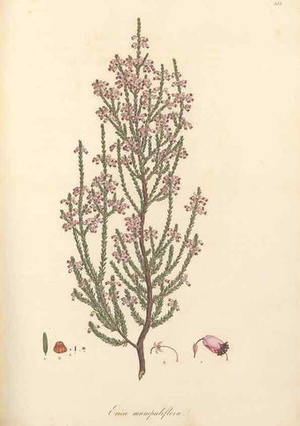 Reproducción/Reproduction 49557613857: Flora Graeca, sive, Plantarum rariorum historia, quas in provinciis aut insulis Graeciae /. Londini :Typis Richardi Taylor et socii, in Vico Shoe-Lane :MDCCCVI-MDCCCXL [1806-1840].. 