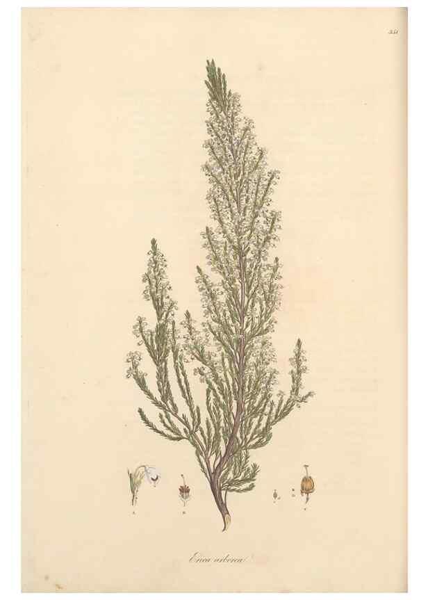 Reproducción/Reproduction 49556879803: Flora Graeca, sive, Plantarum rariorum historia, quas in provinciis aut insulis Graeciae /. Londini :Typis Richardi Taylor et socii, in Vico Shoe-Lane :MDCCCVI-MDCCCXL [1806-1840].. 