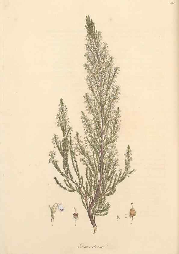 Reproducción/Reproduction 49556879803: Flora Graeca, sive, Plantarum rariorum historia, quas in provinciis aut insulis Graeciae /. Londini :Typis Richardi Taylor et socii, in Vico Shoe-Lane :MDCCCVI-MDCCCXL [1806-1840].. 