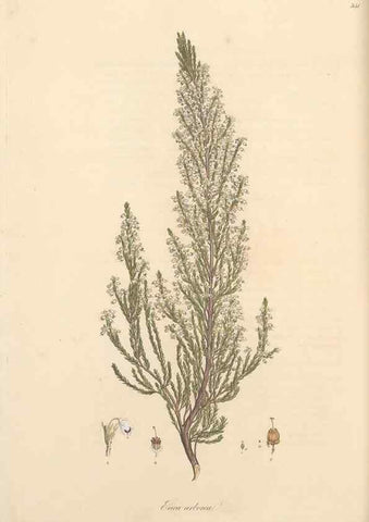 Reproducción/Reproduction 49556879803: Flora Graeca, sive, Plantarum rariorum historia, quas in provinciis aut insulis Graeciae /. Londini :Typis Richardi Taylor et socii, in Vico Shoe-Lane :MDCCCVI-MDCCCXL [1806-1840].. 