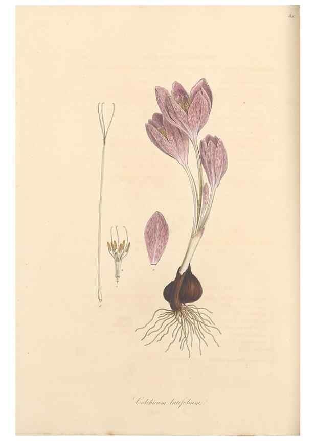 Reproducción/Reproduction 49557613232: Flora Graeca, sive, Plantarum rariorum historia, quas in provinciis aut insulis Graeciae /. Londini :Typis Richardi Taylor et socii, in Vico Shoe-Lane :MDCCCVI-MDCCCXL [1806-1840].. 