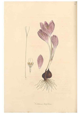 Reproducción/Reproduction 49557613232: Flora Graeca, sive, Plantarum rariorum historia, quas in provinciis aut insulis Graeciae /. Londini :Typis Richardi Taylor et socii, in Vico Shoe-Lane :MDCCCVI-MDCCCXL [1806-1840].. 