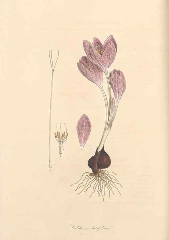 Reproducción/Reproduction 49557613232: Flora Graeca, sive, Plantarum rariorum historia, quas in provinciis aut insulis Graeciae /. Londini :Typis Richardi Taylor et socii, in Vico Shoe-Lane :MDCCCVI-MDCCCXL [1806-1840].. 