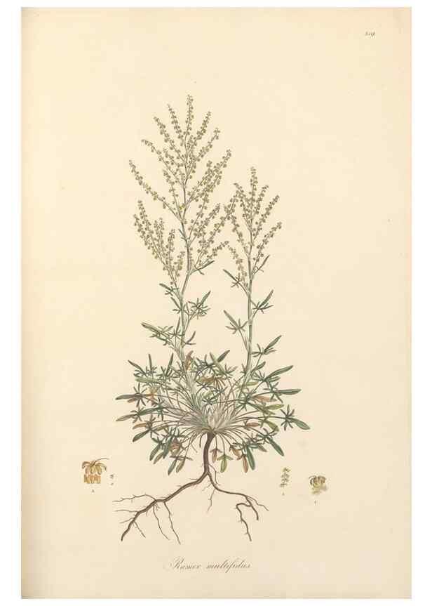 Reproducción/Reproduction 49557612797: Flora Graeca, sive, Plantarum rariorum historia, quas in provinciis aut insulis Graeciae /. Londini :Typis Richardi Taylor et socii, in Vico Shoe-Lane :MDCCCVI-MDCCCXL [1806-1840].. 