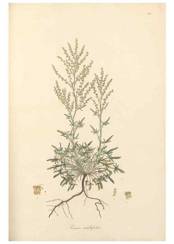 Reproducción/Reproduction 49557612797: Flora Graeca, sive, Plantarum rariorum historia, quas in provinciis aut insulis Graeciae /. Londini :Typis Richardi Taylor et socii, in Vico Shoe-Lane :MDCCCVI-MDCCCXL [1806-1840].. 