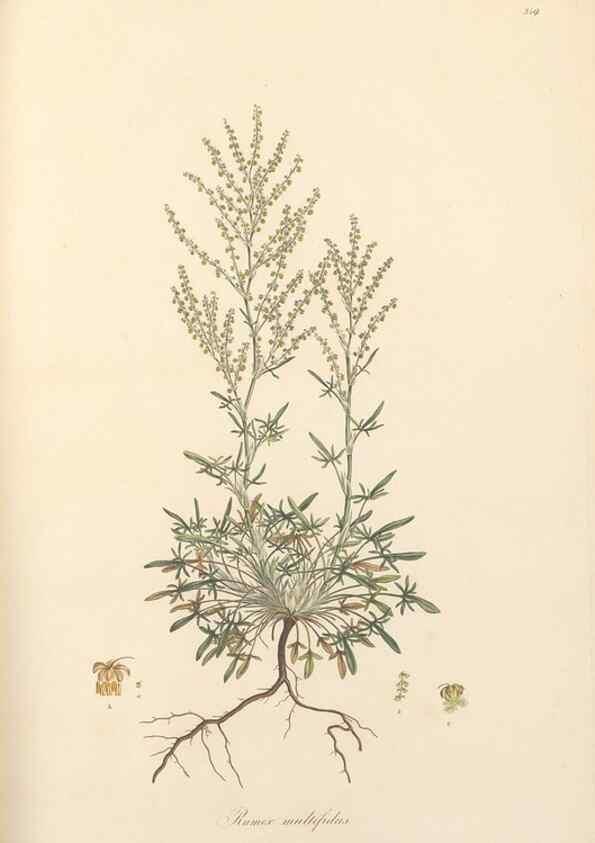 Reproducción/Reproduction 49557612797: Flora Graeca, sive, Plantarum rariorum historia, quas in provinciis aut insulis Graeciae /. Londini :Typis Richardi Taylor et socii, in Vico Shoe-Lane :MDCCCVI-MDCCCXL [1806-1840].. 