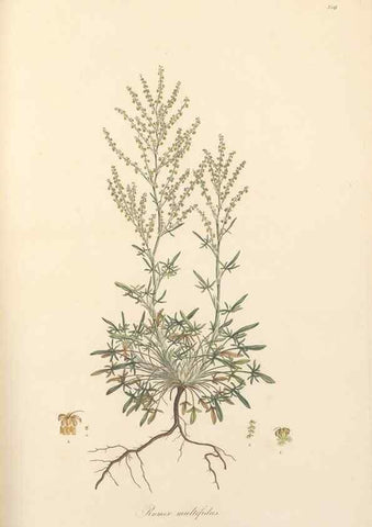 Reproducción/Reproduction 49557612797: Flora Graeca, sive, Plantarum rariorum historia, quas in provinciis aut insulis Graeciae /. Londini :Typis Richardi Taylor et socii, in Vico Shoe-Lane :MDCCCVI-MDCCCXL [1806-1840].. 