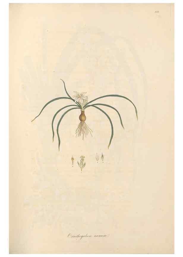 Reproducción/Reproduction 49557607442: Flora Graeca, sive, Plantarum rariorum historia, quas in provinciis aut insulis Graeciae /. Londini :Typis Richardi Taylor et socii, in Vico Shoe-Lane :MDCCCVI-MDCCCXL [1806-1840].. 
