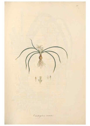 Reproducción/Reproduction 49557607442: Flora Graeca, sive, Plantarum rariorum historia, quas in provinciis aut insulis Graeciae /. Londini :Typis Richardi Taylor et socii, in Vico Shoe-Lane :MDCCCVI-MDCCCXL [1806-1840].. 